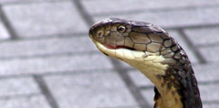 Bangkok snake farm
